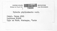 Xylaria phyllocharis image